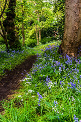 Bluebells in Springtime.
