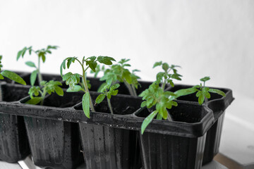 Seeds of tomatoes grown for the garden. Tomato seeds in spring. 