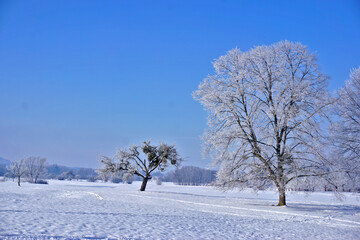 Fototapeta na wymiar Winterlandschaft mit Apfelbaum von Misteln bewachsen