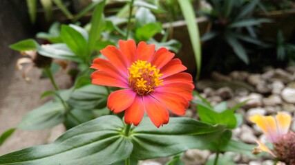 Zinnia elegans L. also known as Dahlia-flowered zinnia, Elegant zinnia, Garden zinnia, Youth and Old Age, and Youth-and-age.