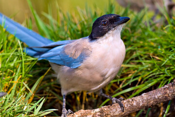 Azure-winged Magpie, Cyanopica cooki, Forest Pond, Mediterranean Forest, Castile and Leon, Spain, Europe