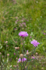 Fototapeta premium Meadow cornflower (Centaurea jacea). Lilac pink flower on green grass background