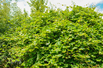 Grape vine in the garden in summer, Moscow Oblast, Russia