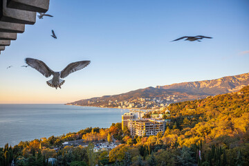 Fototapeta na wymiar Yalta, Crimea, November 24, 2020, view of the city, sea, mountains and gulls from the balcony of the Yalta-Intourist Hotel
