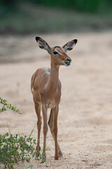 An Impala female seen on a safari at sunset in South Africa