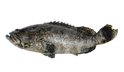 Pearl grouper fish on isolated white background include clipping path.