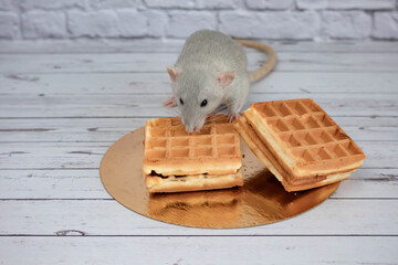 A small gray decorative rat eats freshly baked square waffles with appetite. Rodent close-up.