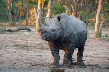 Fototapeta premium A Mud covered Black Rhino seen on a safari in South Africa