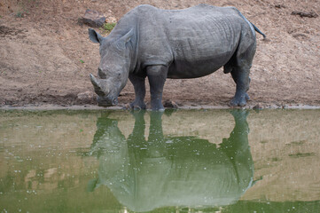 Naklejka premium White Rhino seen at water on a safari in South Africa