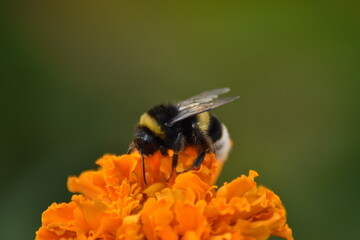 bee pollinates flower in garden