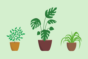 Fototapeta na wymiar Home flowerpots. Pot plants set. Lemon tree, Chlorophytum crested, Monstera deliciosa. Set of flat vector illustrations