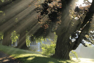 ray of lights through tree