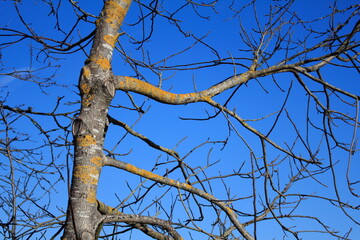 Baumkrone eines alten Baumes vor blauem Himmel