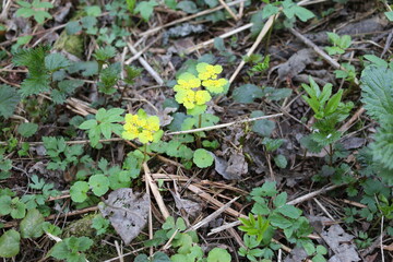 grass in the forest in summer macro