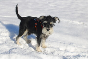Zwergschnauzer im Schnee