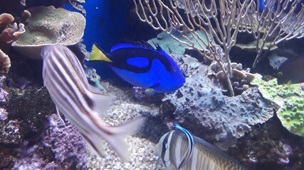 christmas tree in the aquarium