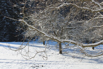 schneebedeckte Zweige