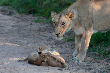 A female Lion standing over her 3 newborn Lion cubs on a safari in South Africa