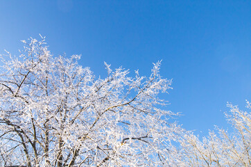 Blue sky, forest tree branch top in snow. Wonderful fairytale Christmas New Year weather. Winter background for presentation slides, cards, webside design etc