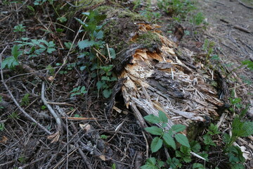 fallen trees in the forest. early spring