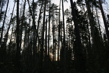 coniferous forest at sunset in summer