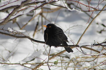 Amsel im Winter