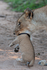A female Lion picking up her tiny cub on a safari in South Africa