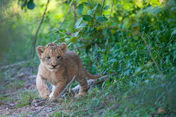 Tiny Lion Cub seen on a safari in South Africa