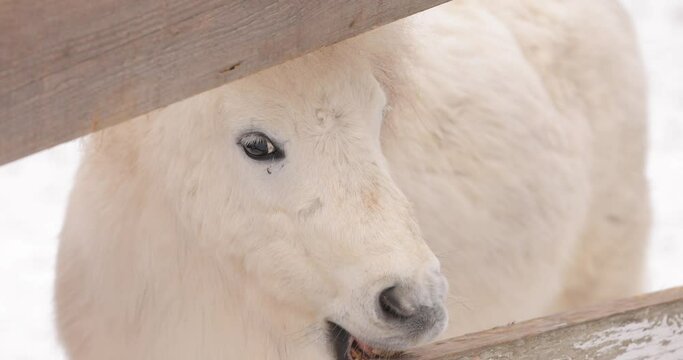 Little white horse on a ranch at the winter day gnaws wood, 4k slow motion footage at 120 fps