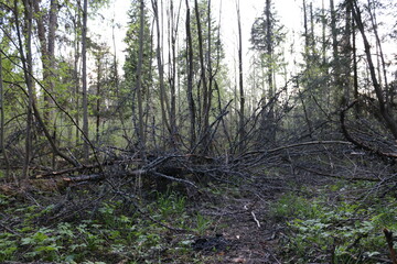 fallen trees in the forest. early spring