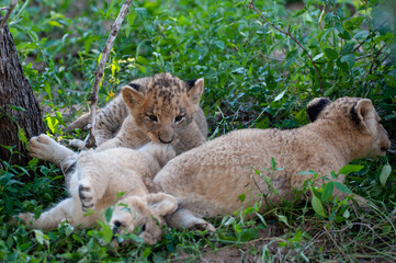 Young Lion Cubs seen on a safari in South Africa