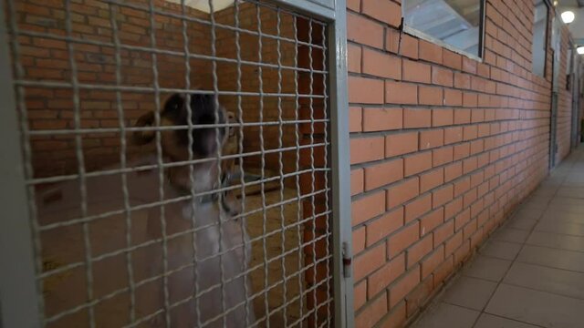 Shelter for stray dogs. Homeless dogs in enclosures. The dog barks behind bars. Dog barking behind the fence.
