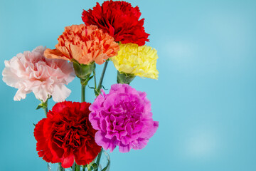 Fototapeta premium 背景素材 カラフルなカーネーションの花