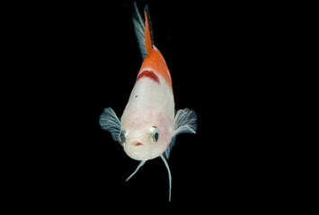 Close up of colorful Betta fish. Beautiful Siamese fighting fish, Fancy Betta splendens nemo...