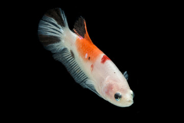 Close up of colorful Betta fish. Beautiful Siamese fighting fish, Fancy Betta splendens nemo...