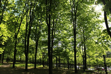 Fototapeta na wymiar early spring. the sun is shining, morning. green trees in the park
