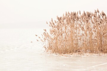 Fototapeta Trzciny na zamarzniętym jeziorze  obraz