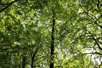 early spring. the sun is shining, morning. green trees in the park