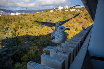 Yalta, Crimea, November 24, 2020, view of the city, sea, mountains and gulls from the balcony of the Yalta-Intourist Hotel