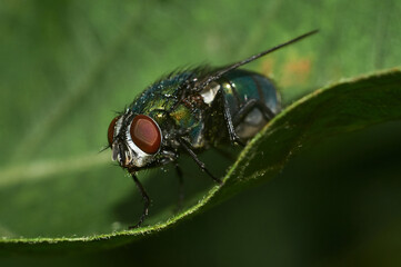 green fly sitting on a walnut leaf