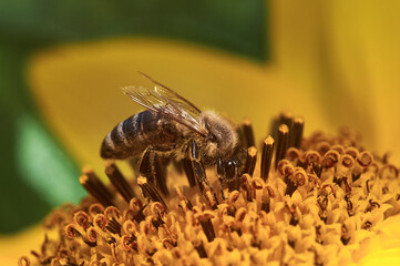 a bee with damaged wings collects pollen from a sunflower on an autumn day