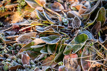 風景素材　寒い冬の晴れた日の琵琶湖畔の朝