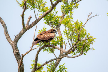 風景素材　新緑の木に留まるトンビ
