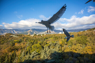 Yalta, Crimea, November 24, 2020, view of the city, sea, mountains and gulls from the balcony of the Yalta-Intourist Hotel