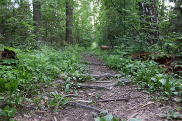 Obraz premium forest after rain summer russia