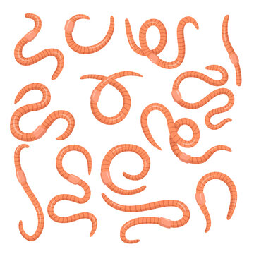 Cartoon pink worms set. Curled wiggling pests or earthworms isolated on white. Vector illustration for soil, nature, wildlife, fishing, helminthic disease concept