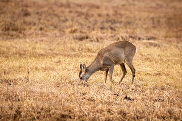 Äsende Rehe im Federseeried