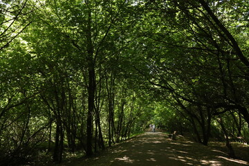 green forest in summer in the sun russia moscow