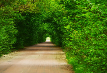 green tunnel from tree branches above the road. Trees arching over a dirt road. Soft selective focus.
