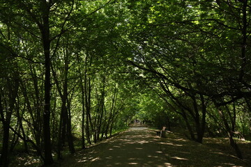 Fototapeta na wymiar green forest in summer in the sun russia moscow